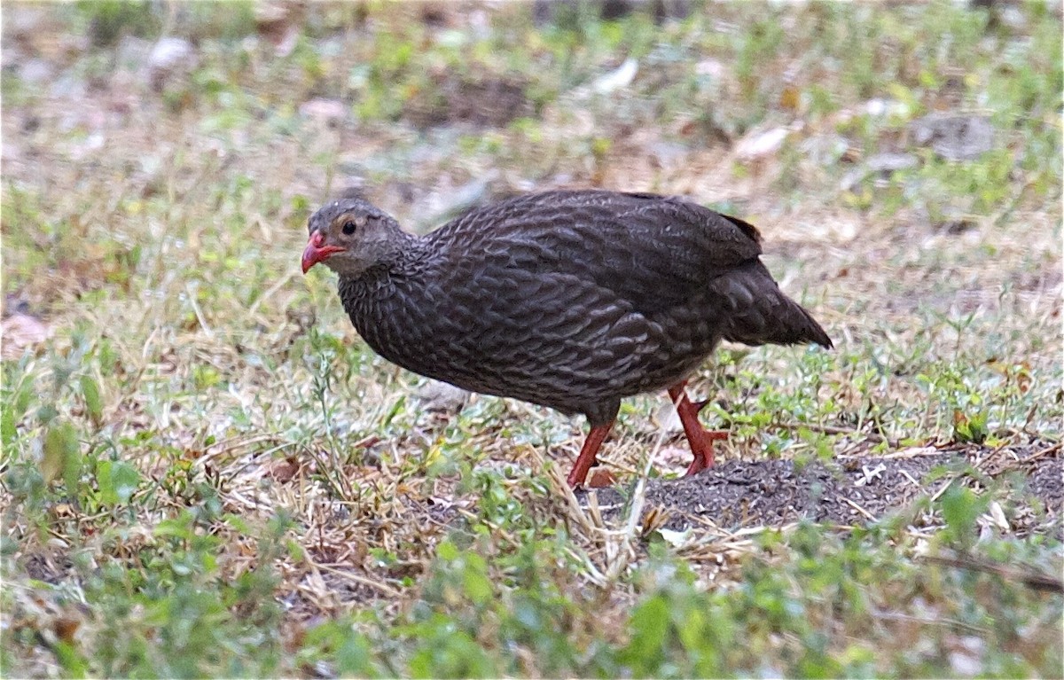 Scaly Spurfowl - ML204471821