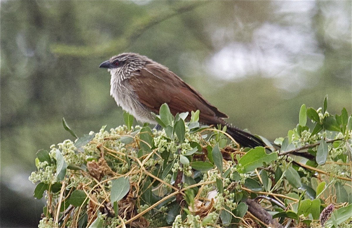 White-browed Coucal (White-browed) - ML204471831