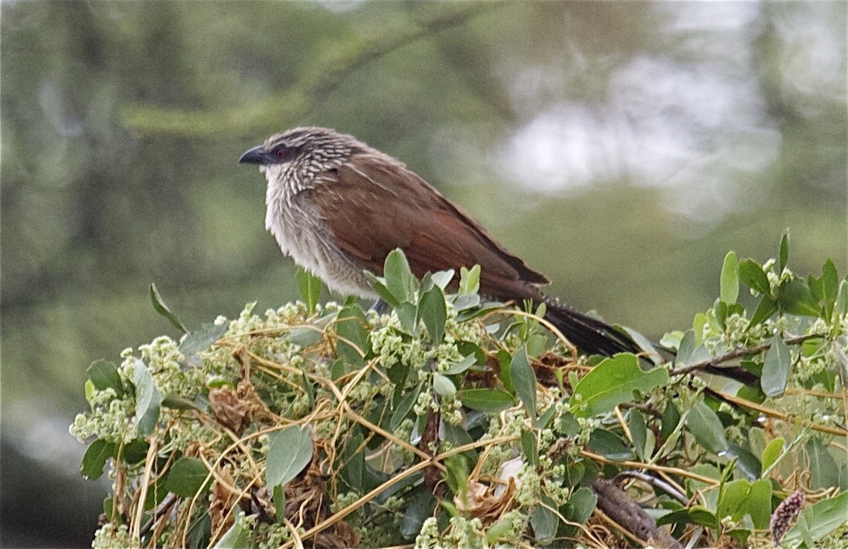 kukačka bělobrvá (ssp. superciliosus/loandae) - ML204471831