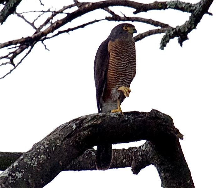 African Goshawk (Ethiopian) - ML204471841