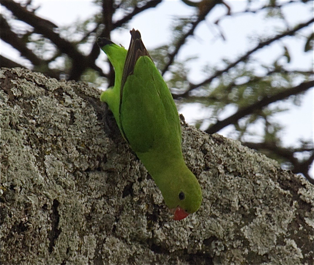 Black-winged Lovebird - Ken Havard