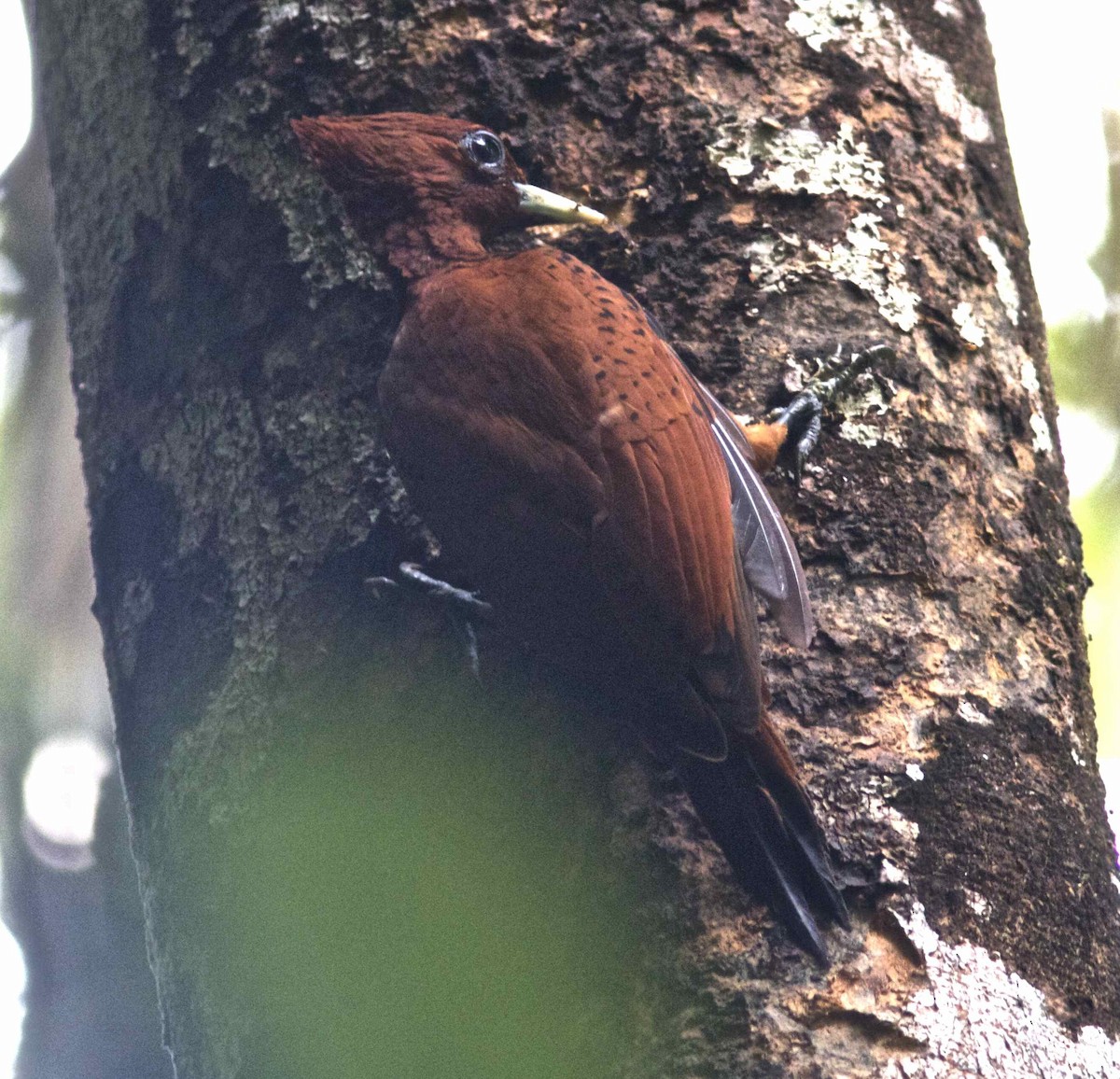 Waved Woodpecker (Scale-breasted) - ML204472351