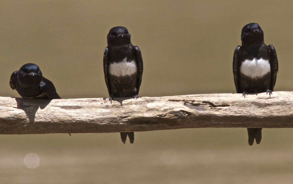 White-banded Swallow - ML204472491