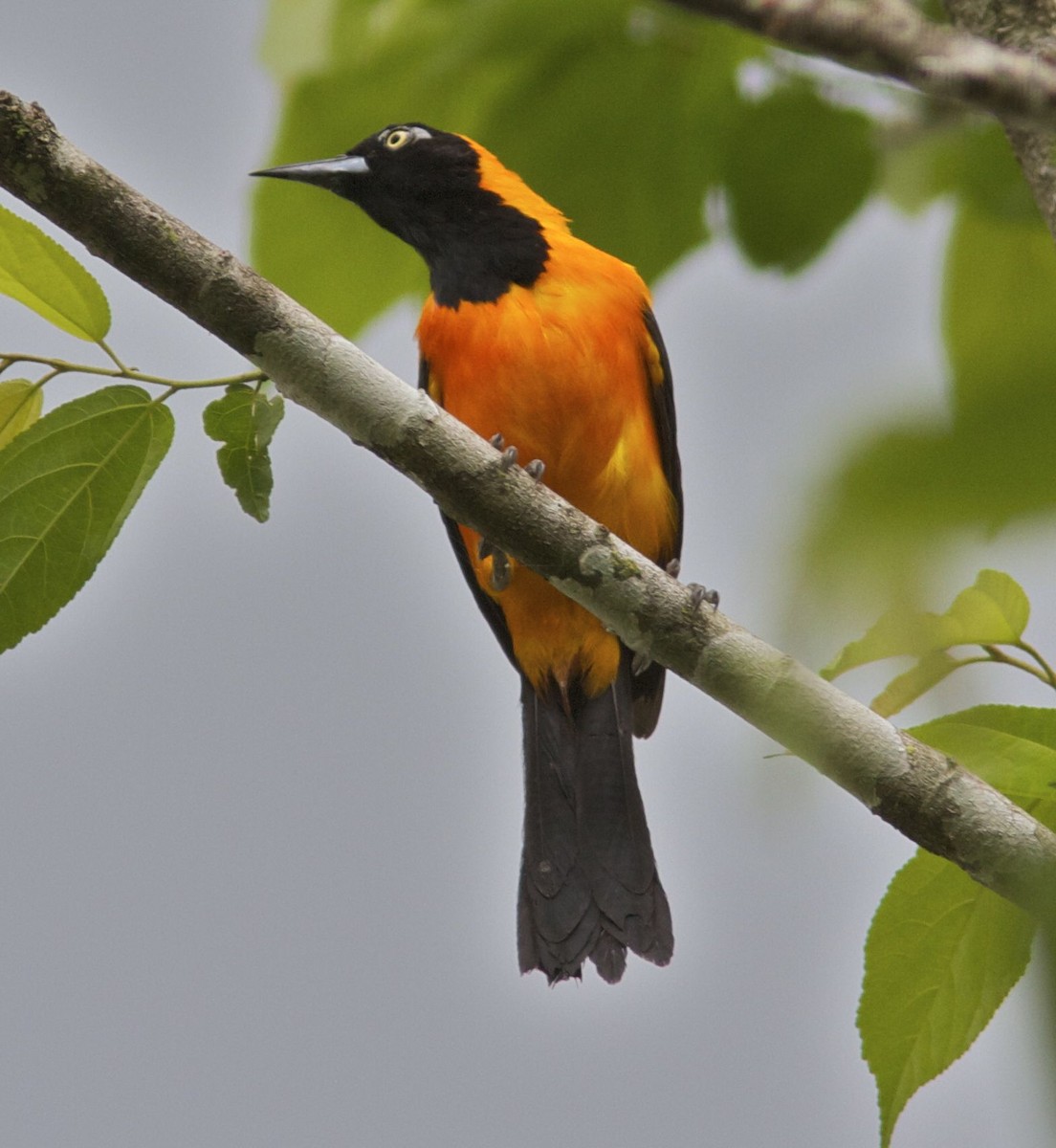 Orange-backed Troupial - ML204472521