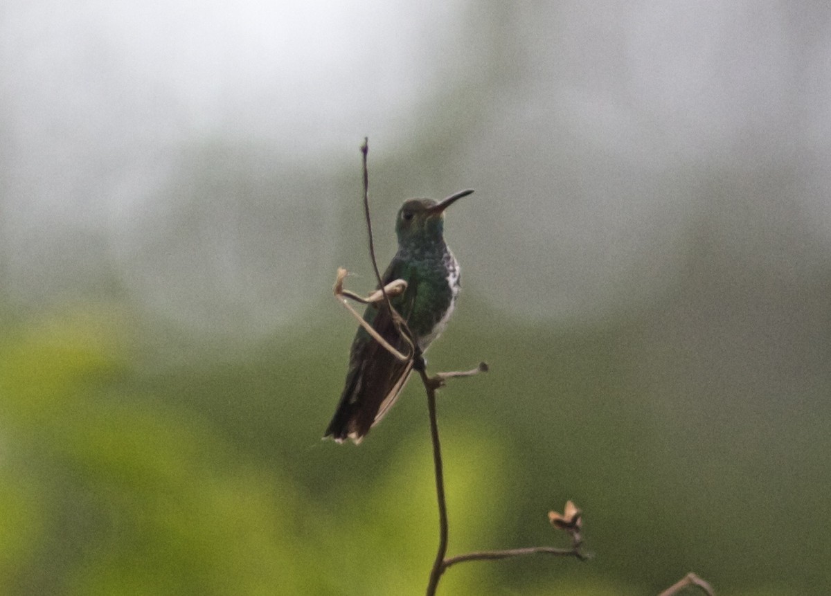 kolibřík zrcadlový - ML204472531
