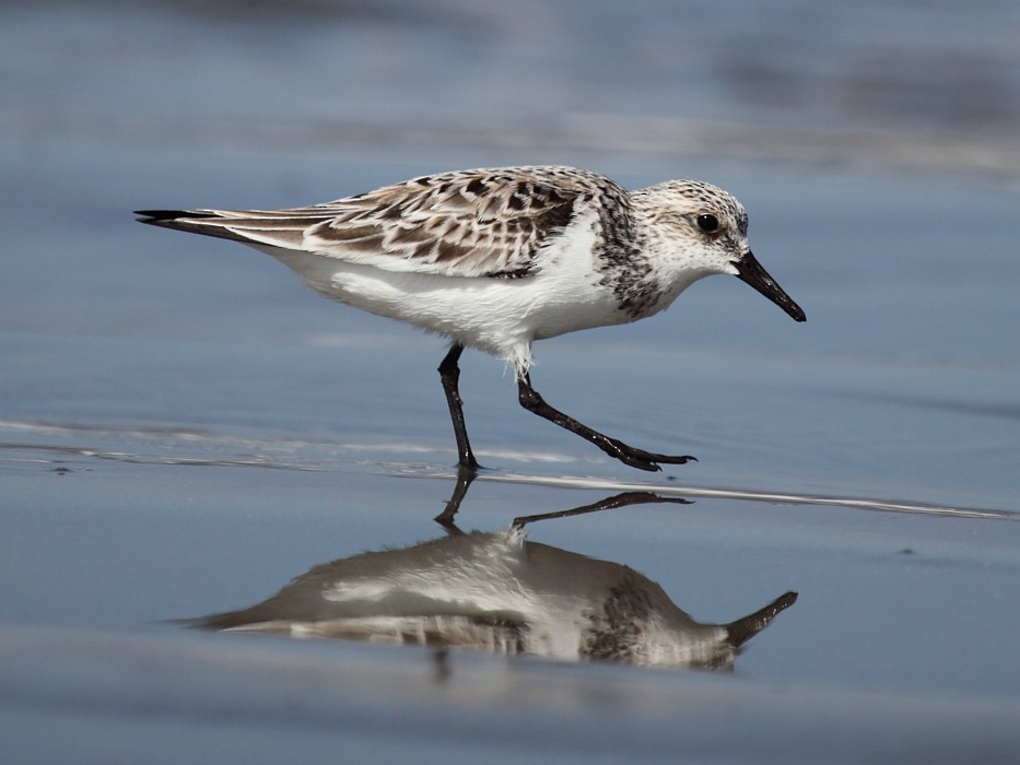 Bécasseau sanderling - ML204472631