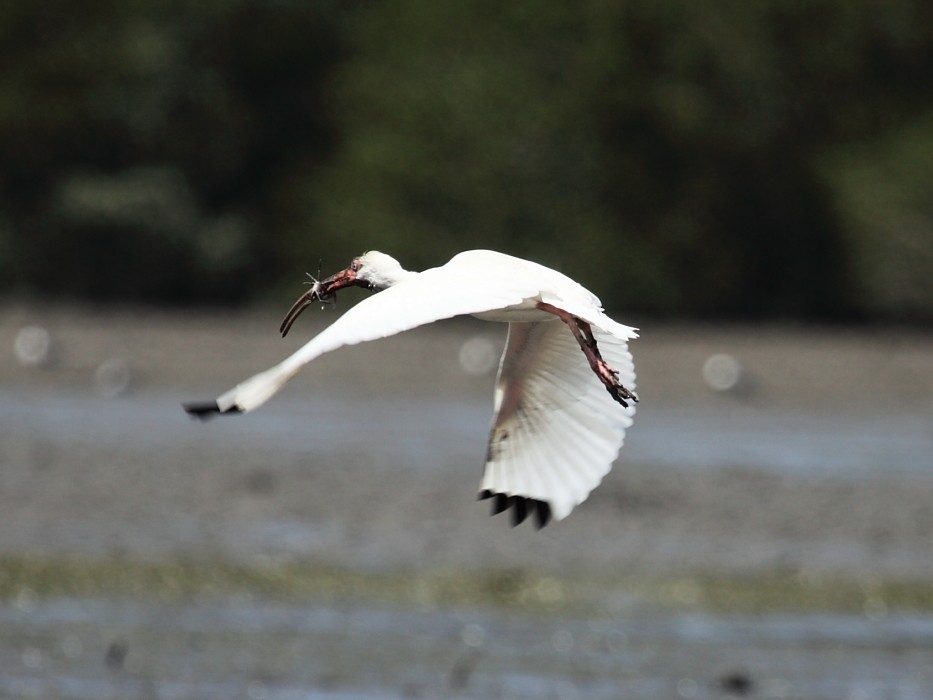 White Ibis - ML204472661