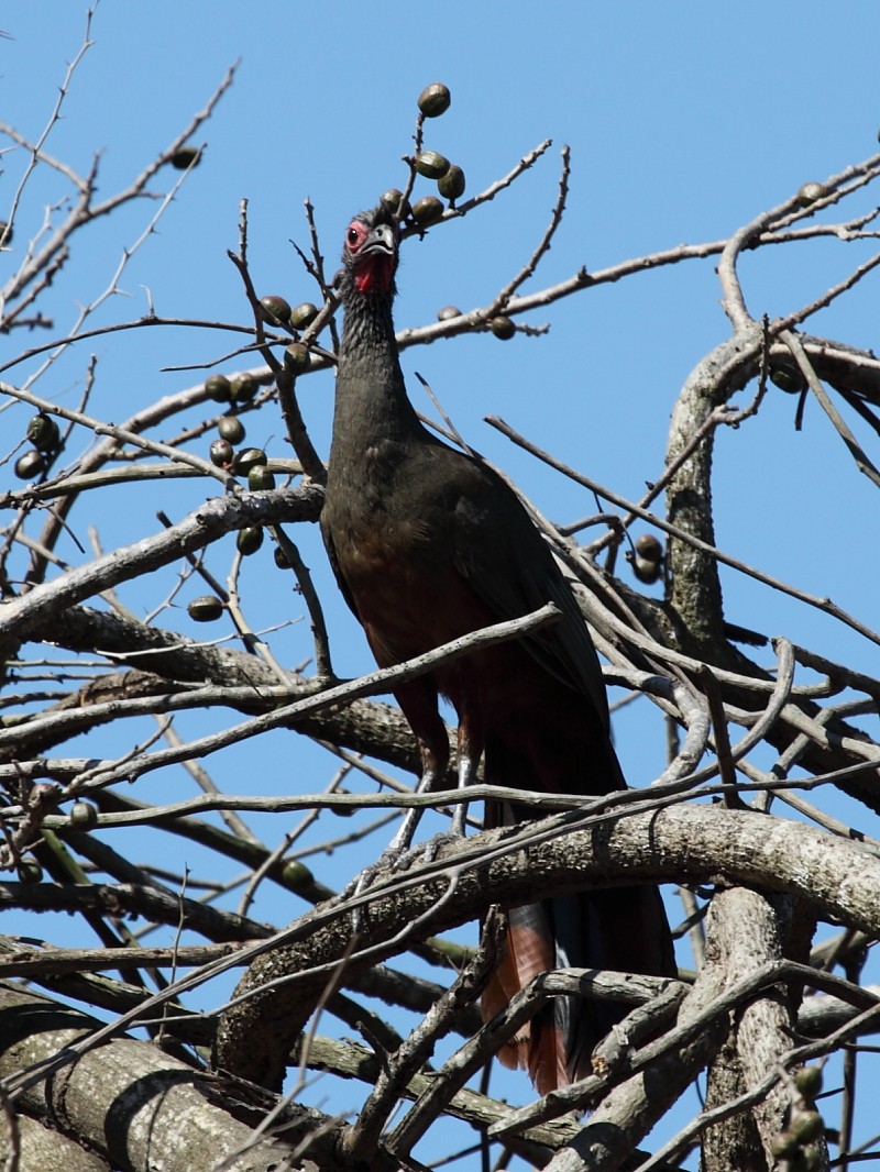 Rufous-bellied Chachalaca - Jim Bachman