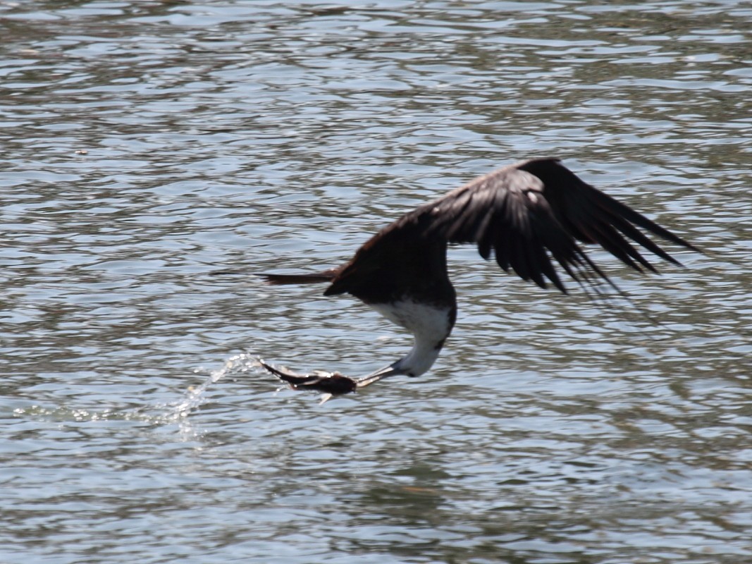 Magnificent Frigatebird - Jim Bachman