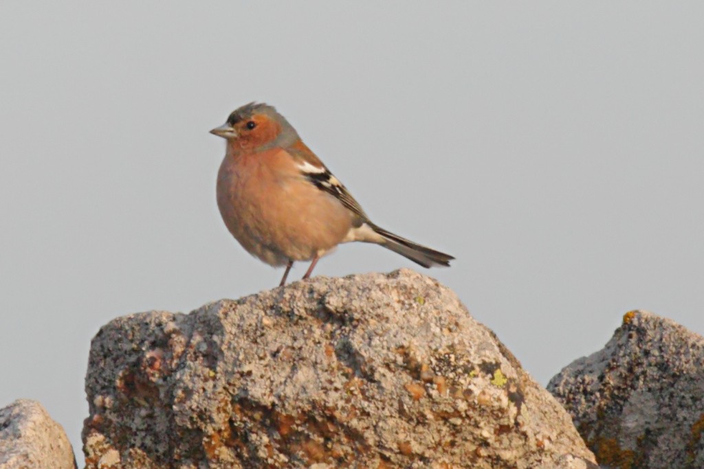 Common Chaffinch - ML204473471