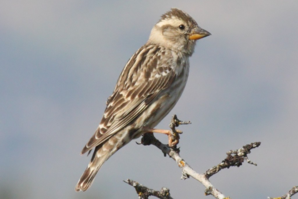 Rock Sparrow - ML204473481