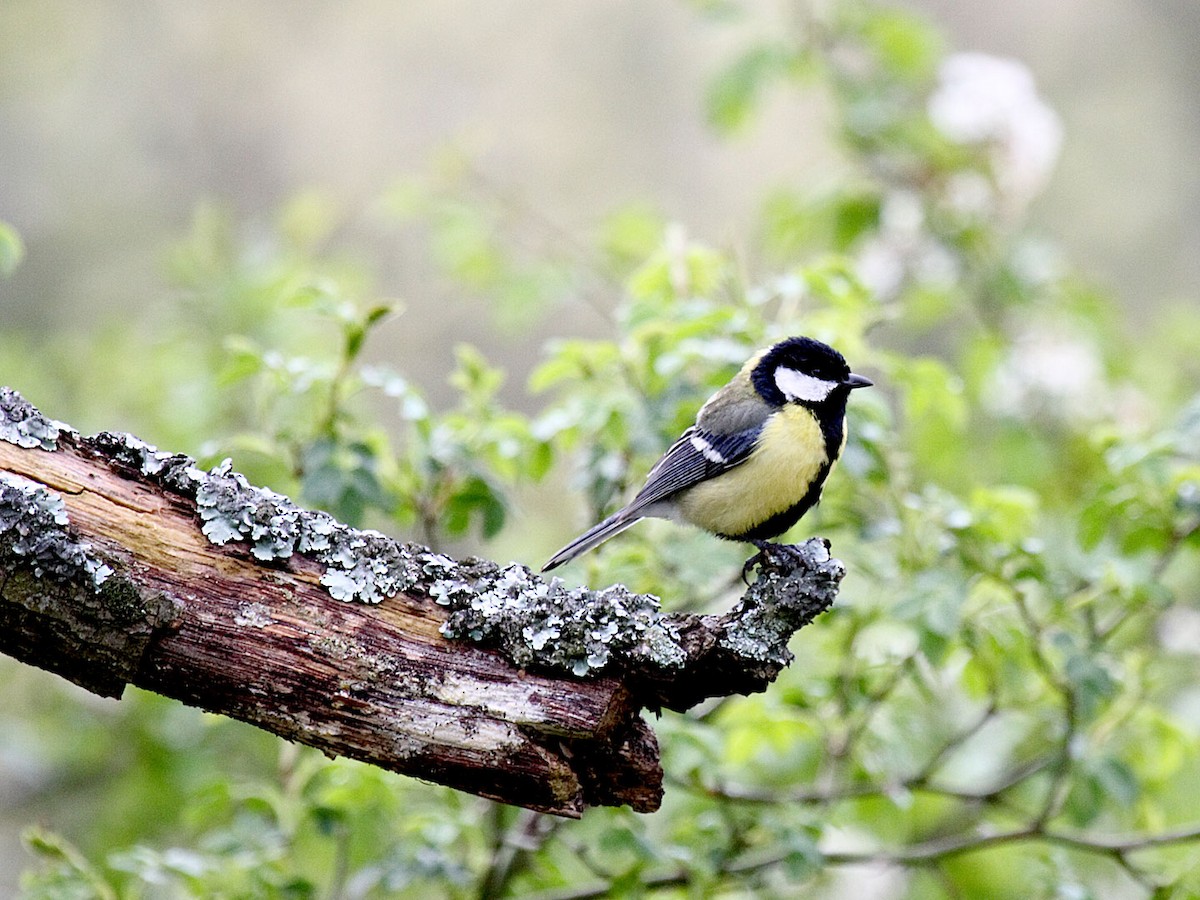 Mésange charbonnière - ML204473511