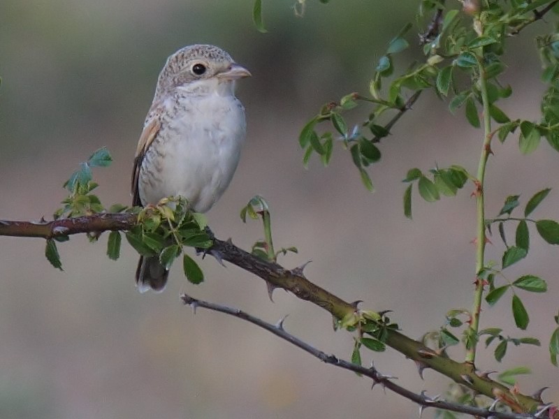 Woodchat Shrike - Juan Lacruz Martin