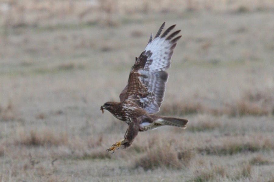 Common Buzzard - ML204473561