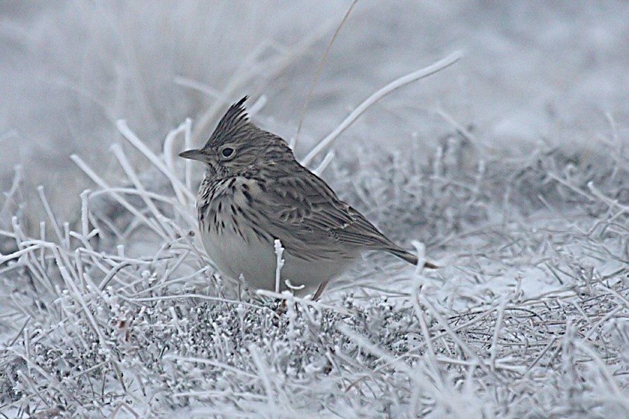 Crested Lark - ML204473591