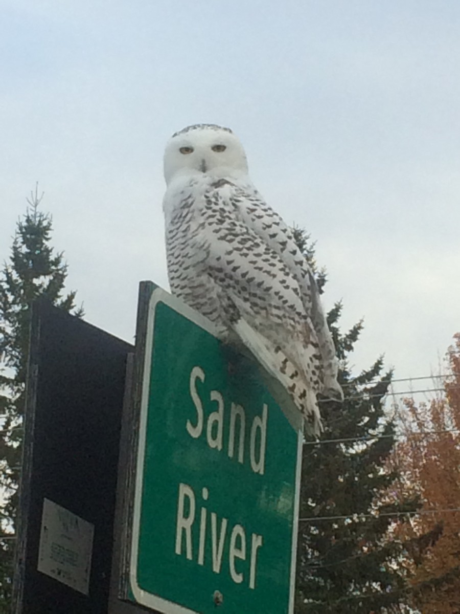 Snowy Owl - ML20447361