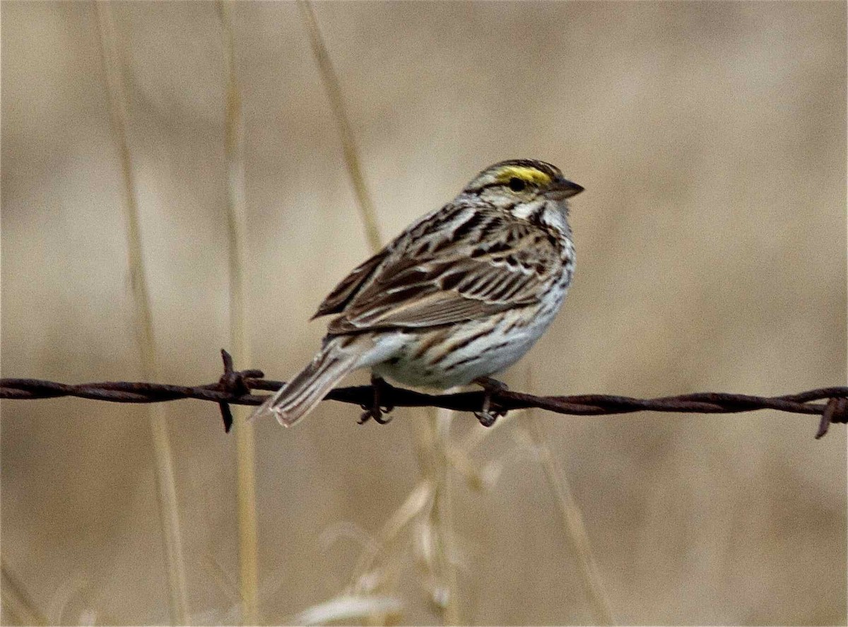 Savannah Sparrow (Savannah) - Ken Havard