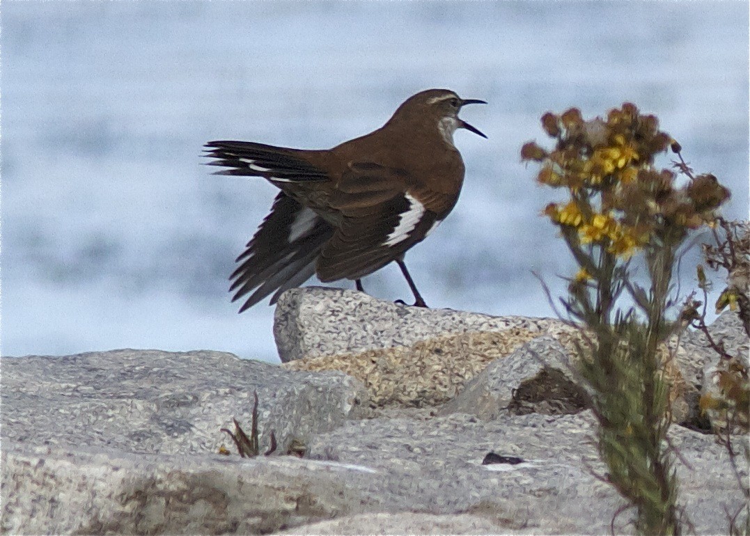 White-winged Cinclodes - ML204474281