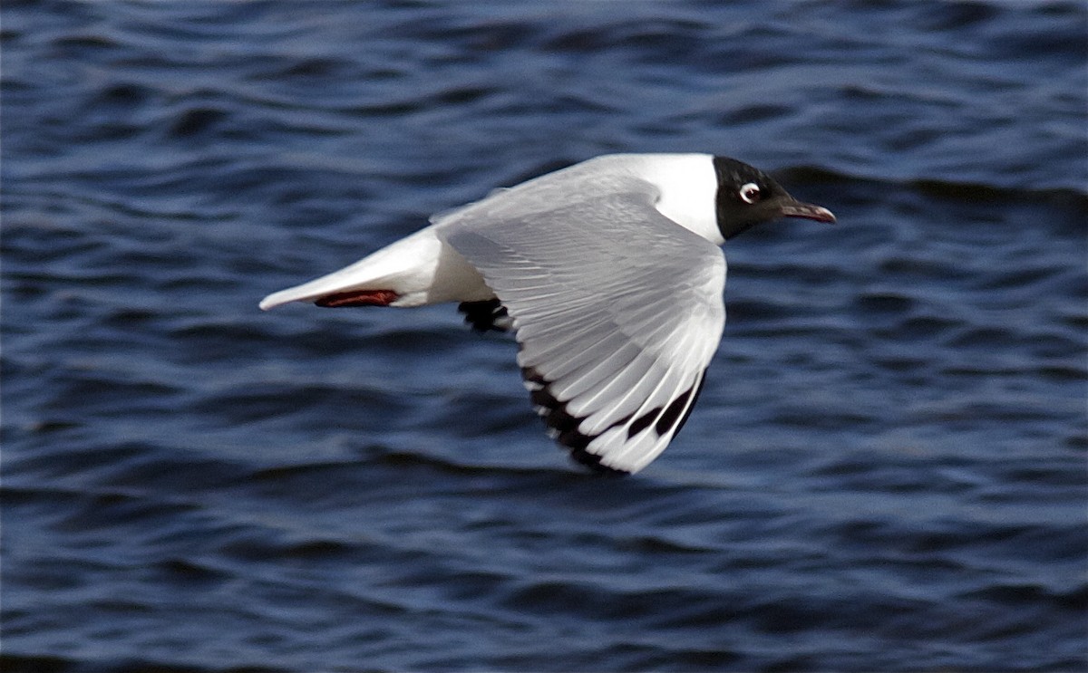 Gaviota Andina - ML204474301