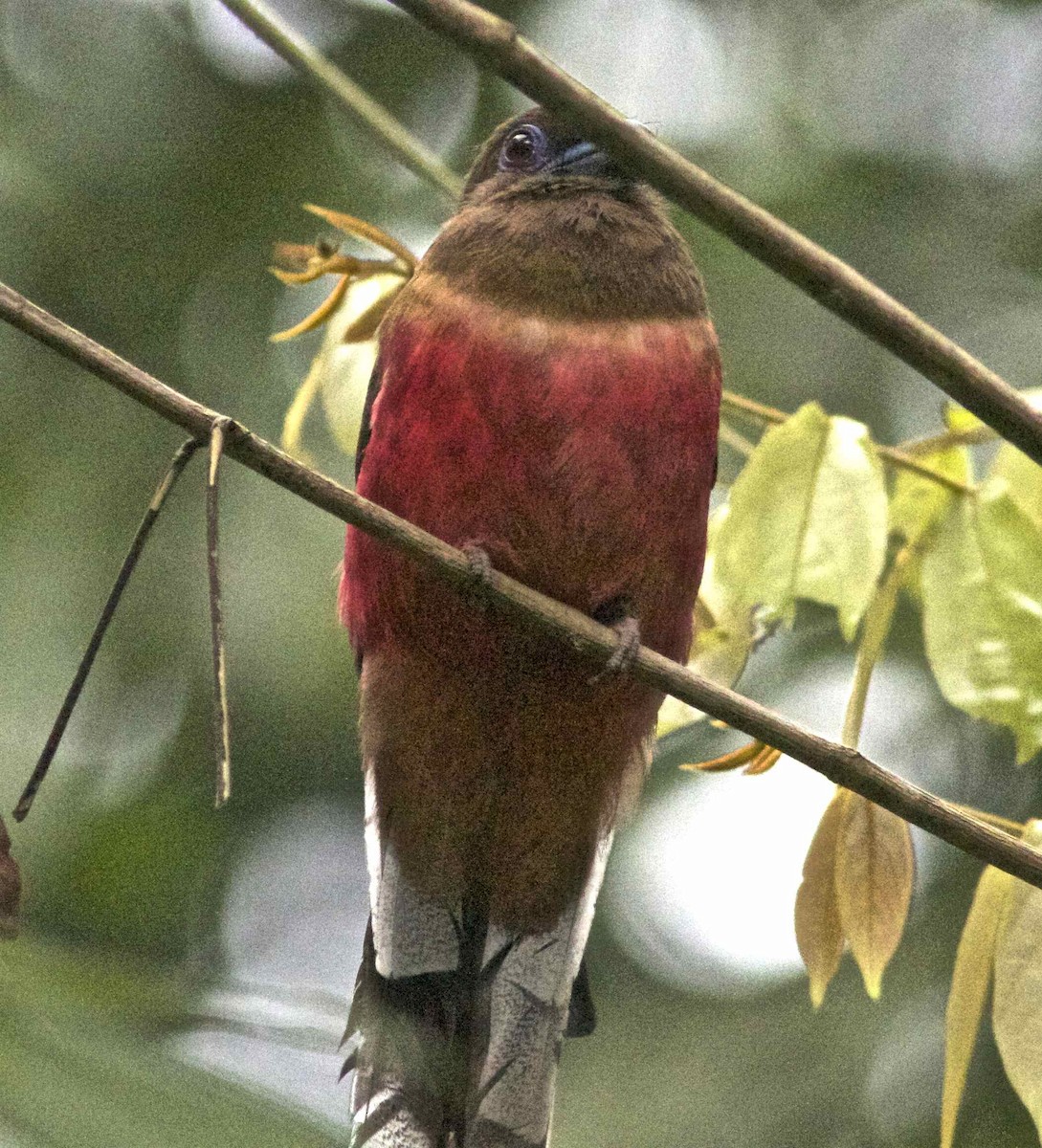 rosenringtrogon - ML204474571