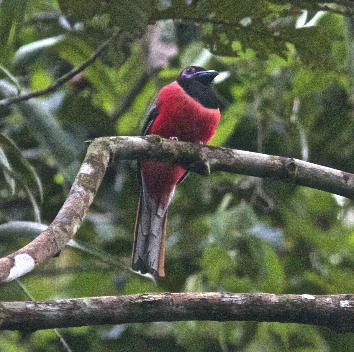 Diard's Trogon - ML204474581