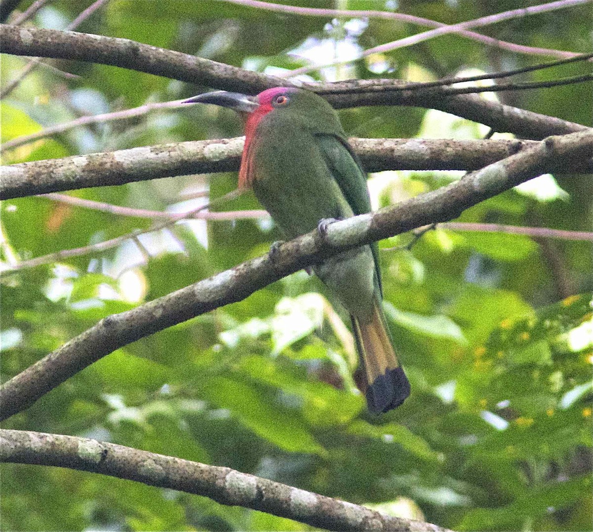 Red-bearded Bee-eater - ML204474591