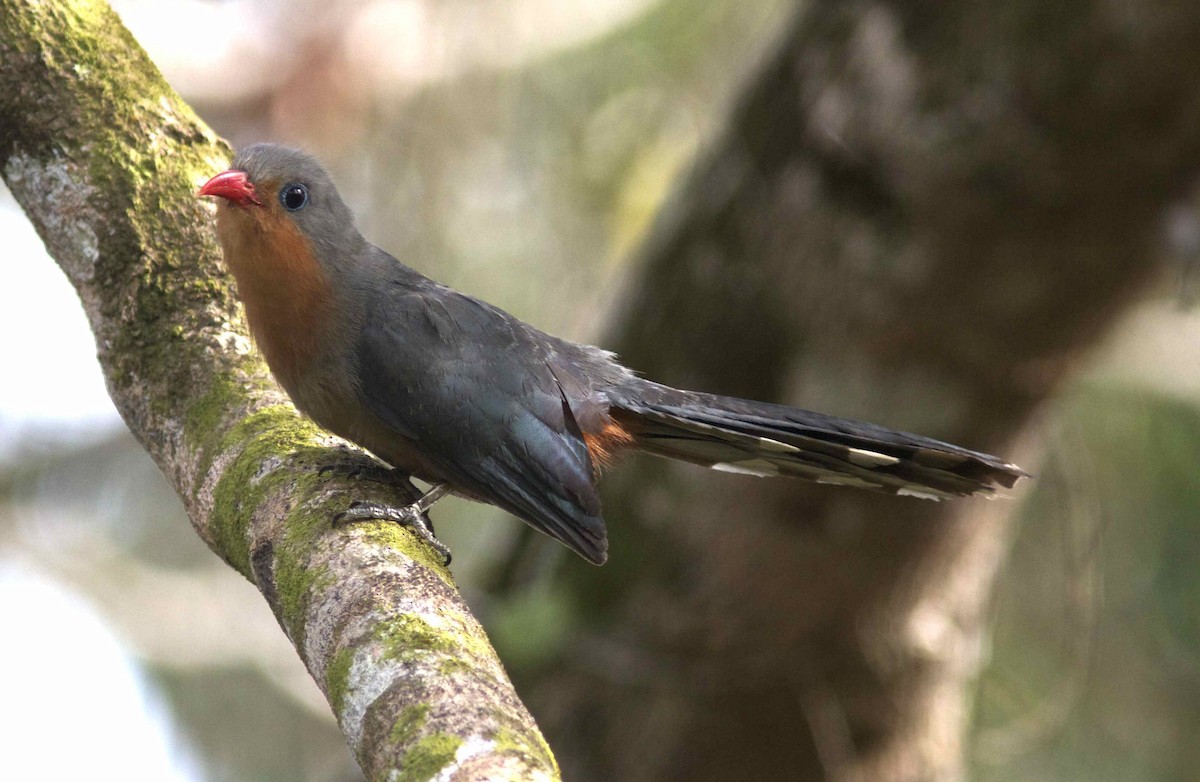 Red-billed Malkoha - ML204474601