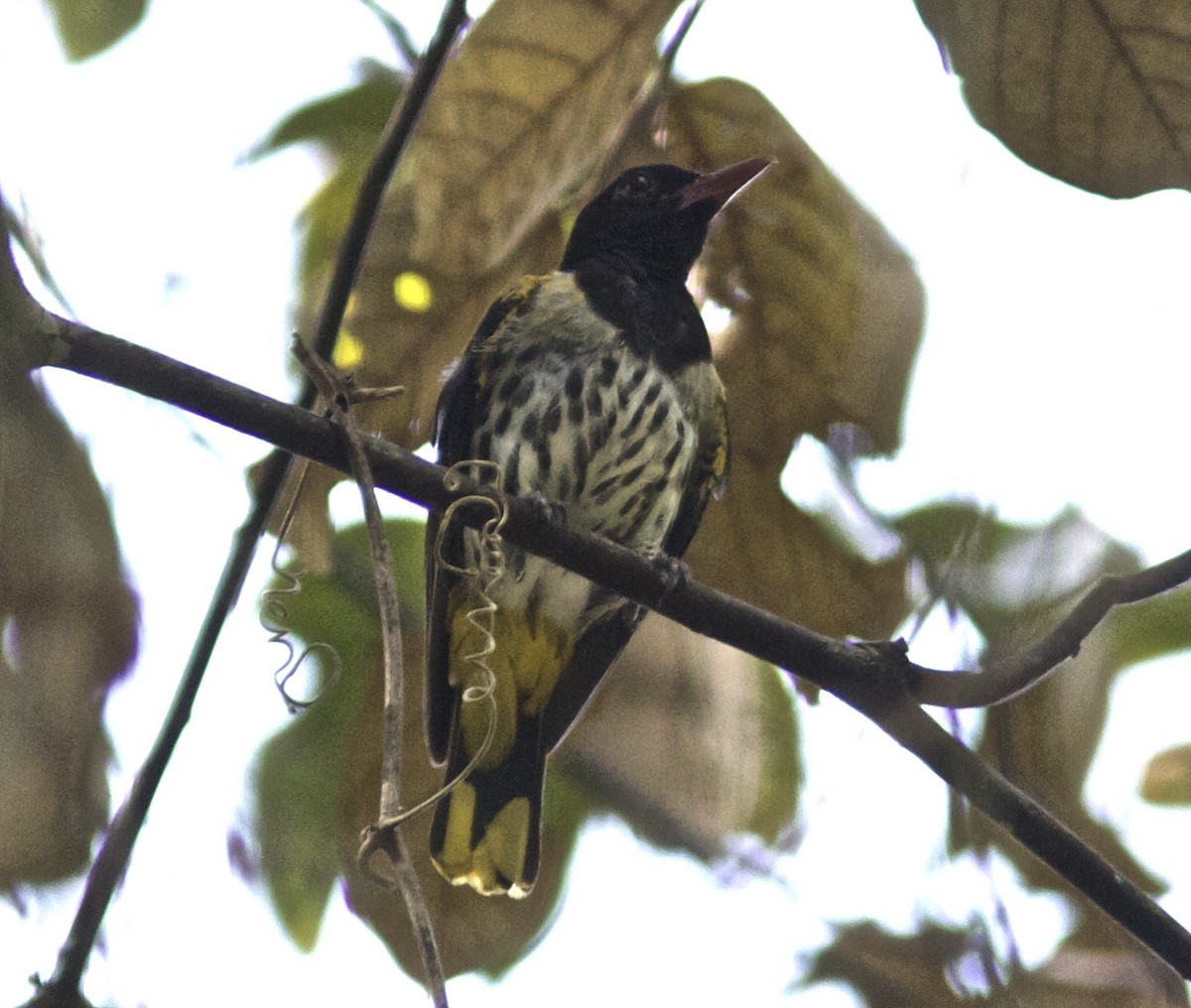 Ventriloquial Oriole - Ken Havard