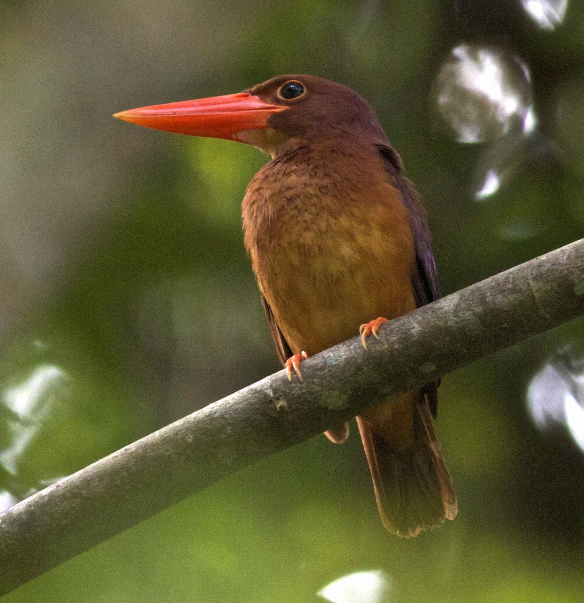 Ruddy Kingfisher - Ken Havard