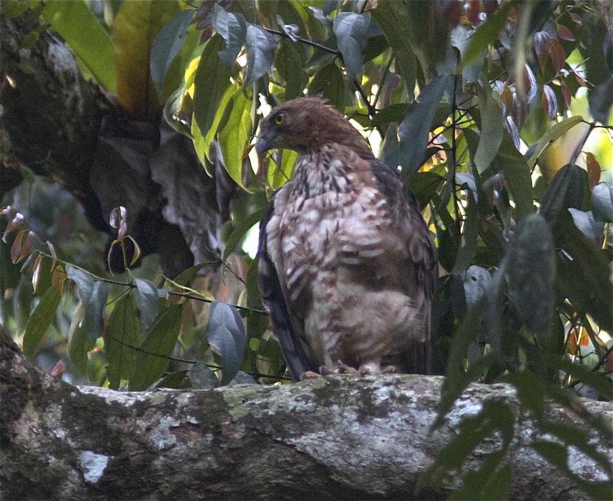 Wallace's Hawk-Eagle - ML204474681