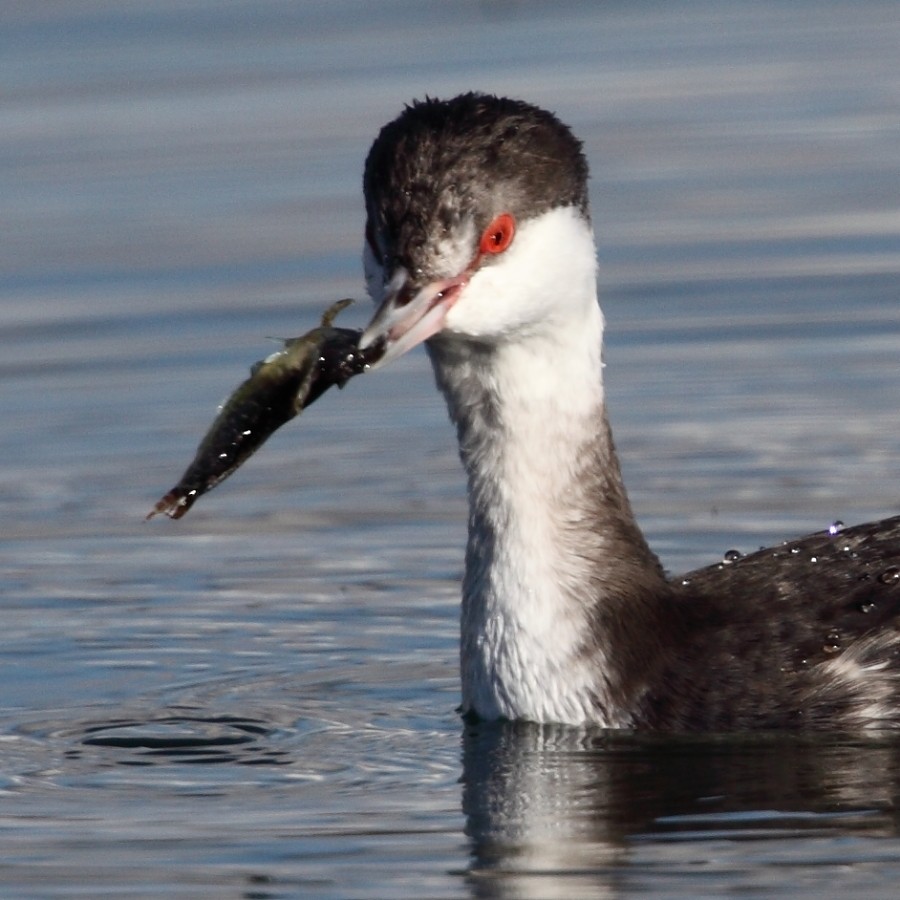 Horned Grebe - Jim Bachman