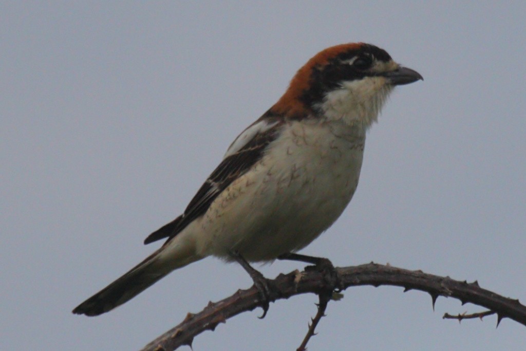 Woodchat Shrike - ML204475491