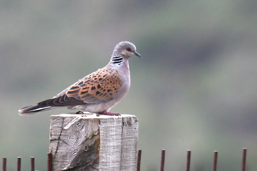 European Turtle-Dove - ML204475511