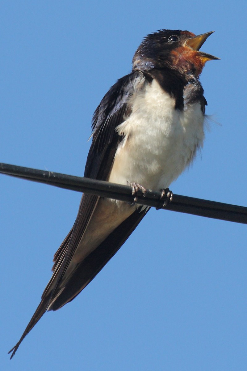 Golondrina Común - ML204475581