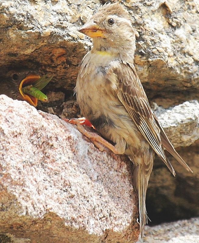 Rock Sparrow - Juan Lacruz Martin