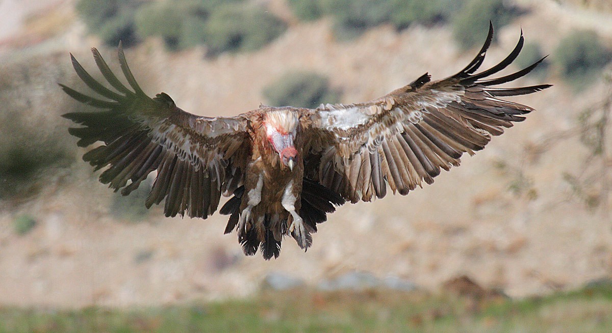 Eurasian Griffon - ML204475671