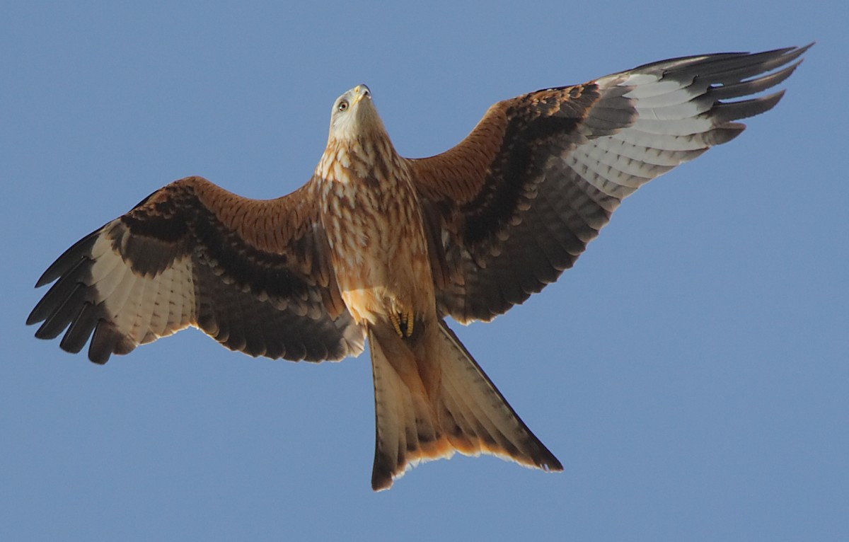 Red Kite - ML204475691