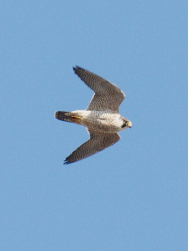 Peregrine Falcon - Juan Lacruz Martin