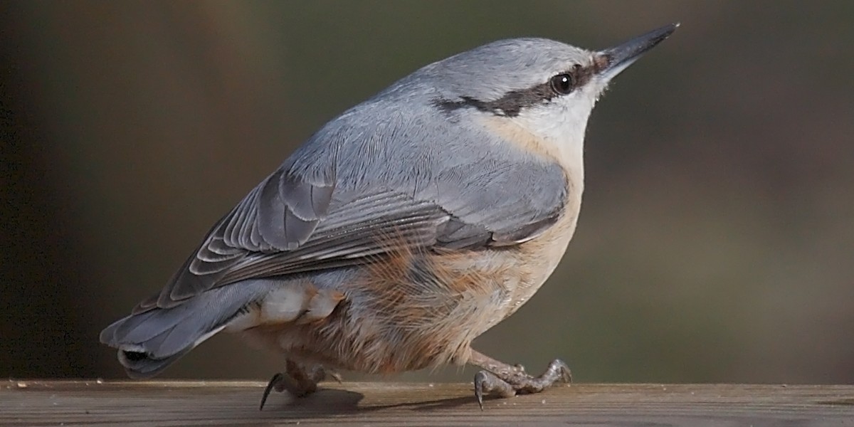 Eurasian Nuthatch - ML204475761