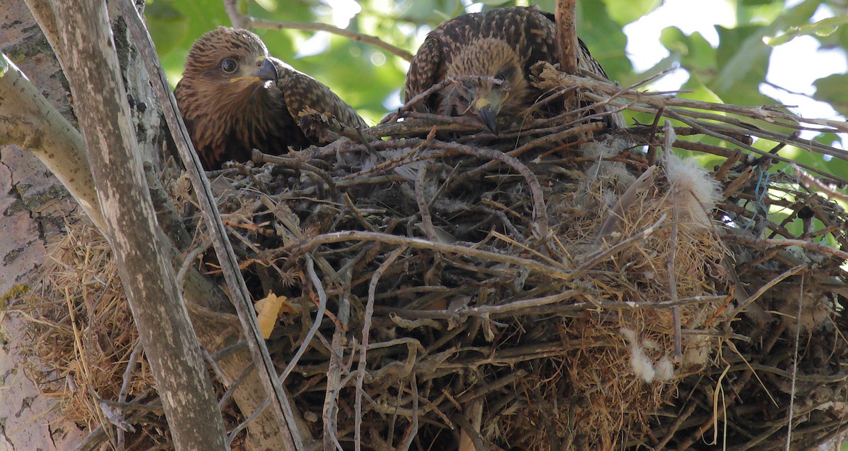 Black Kite - ML204475881