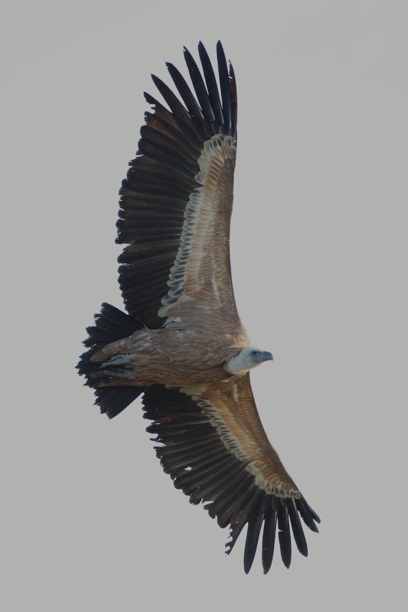 Eurasian Griffon - ML204475931