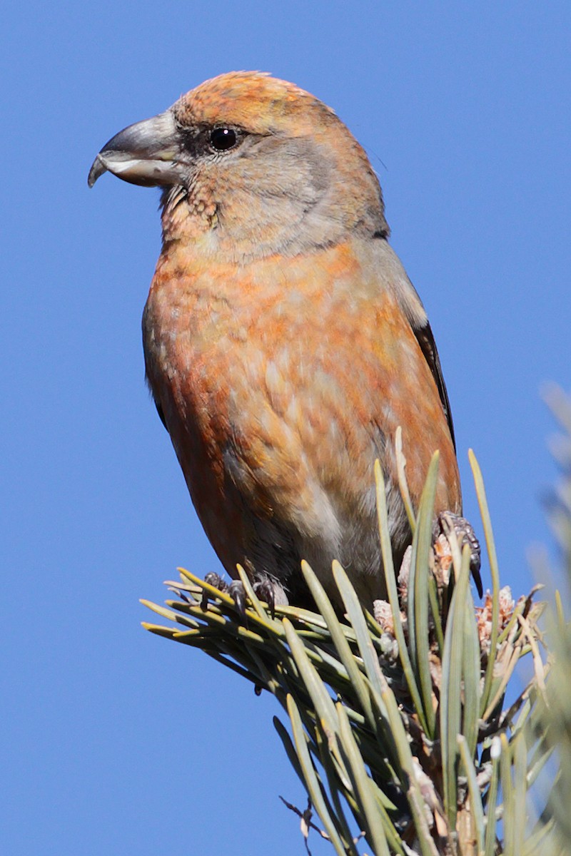 Red Crossbill - ML204475961