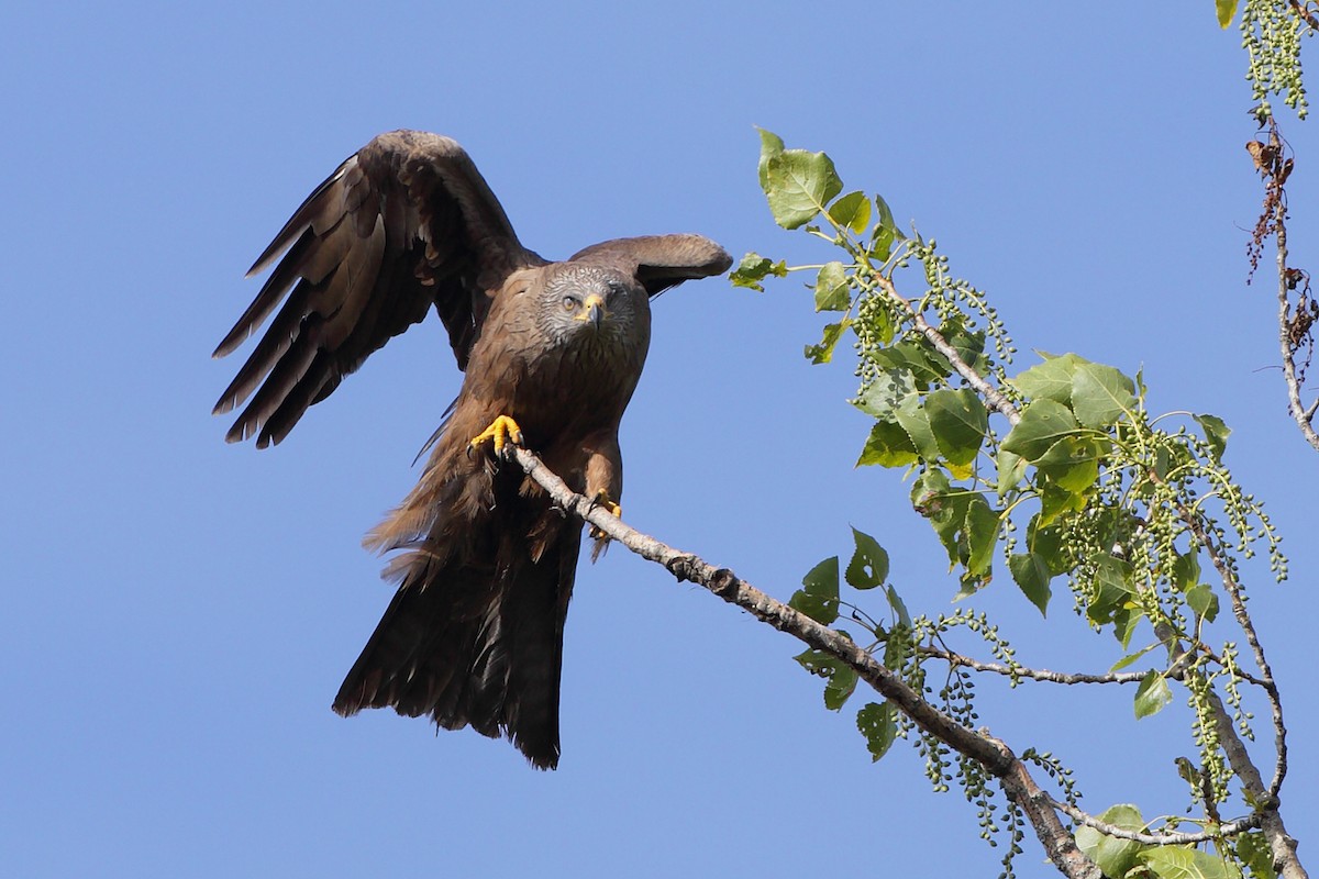 Black Kite (Black) - ML204476011