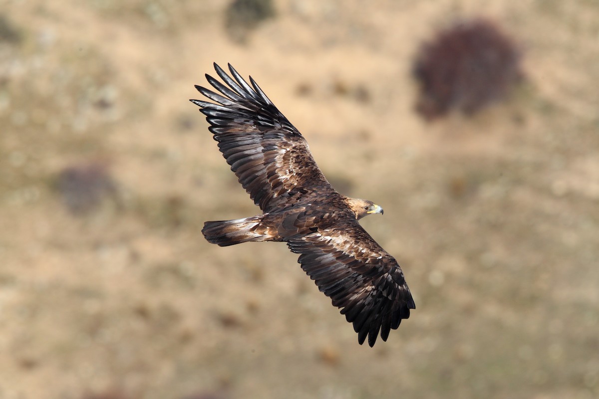 Golden Eagle - ML204476081