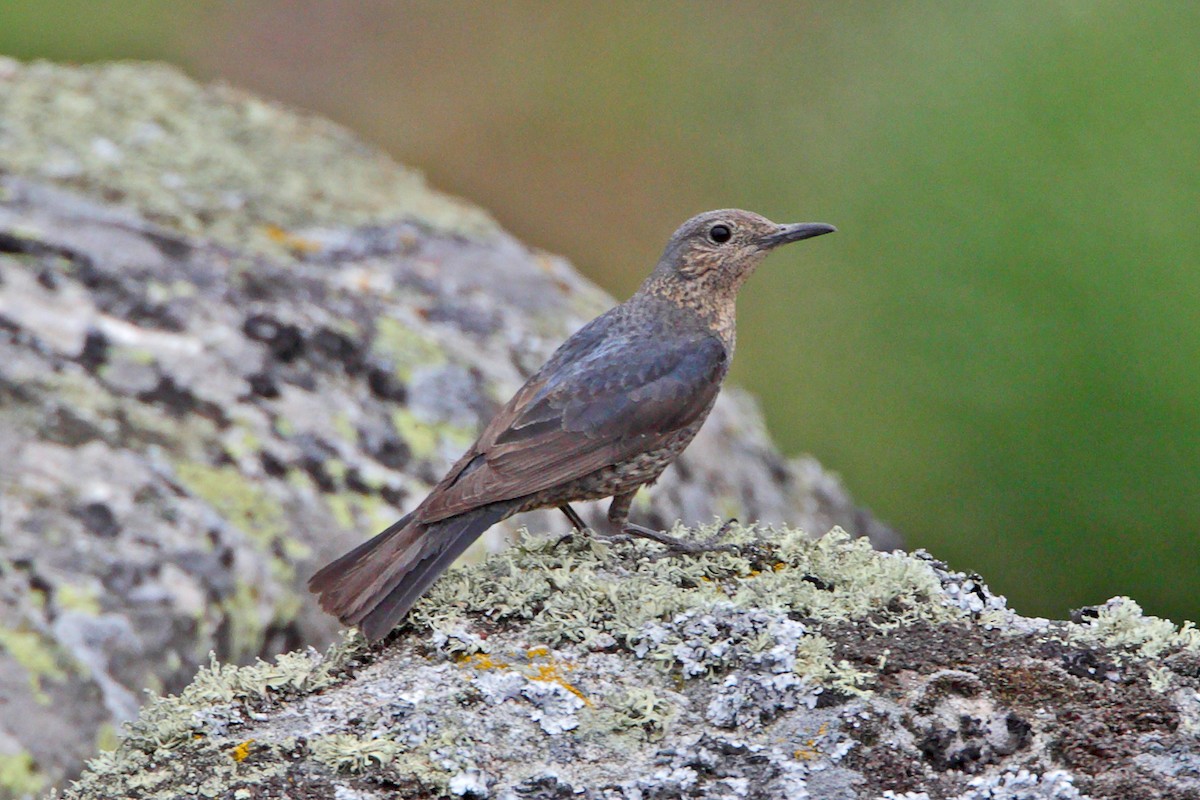 Blue Rock-Thrush - ML204476171