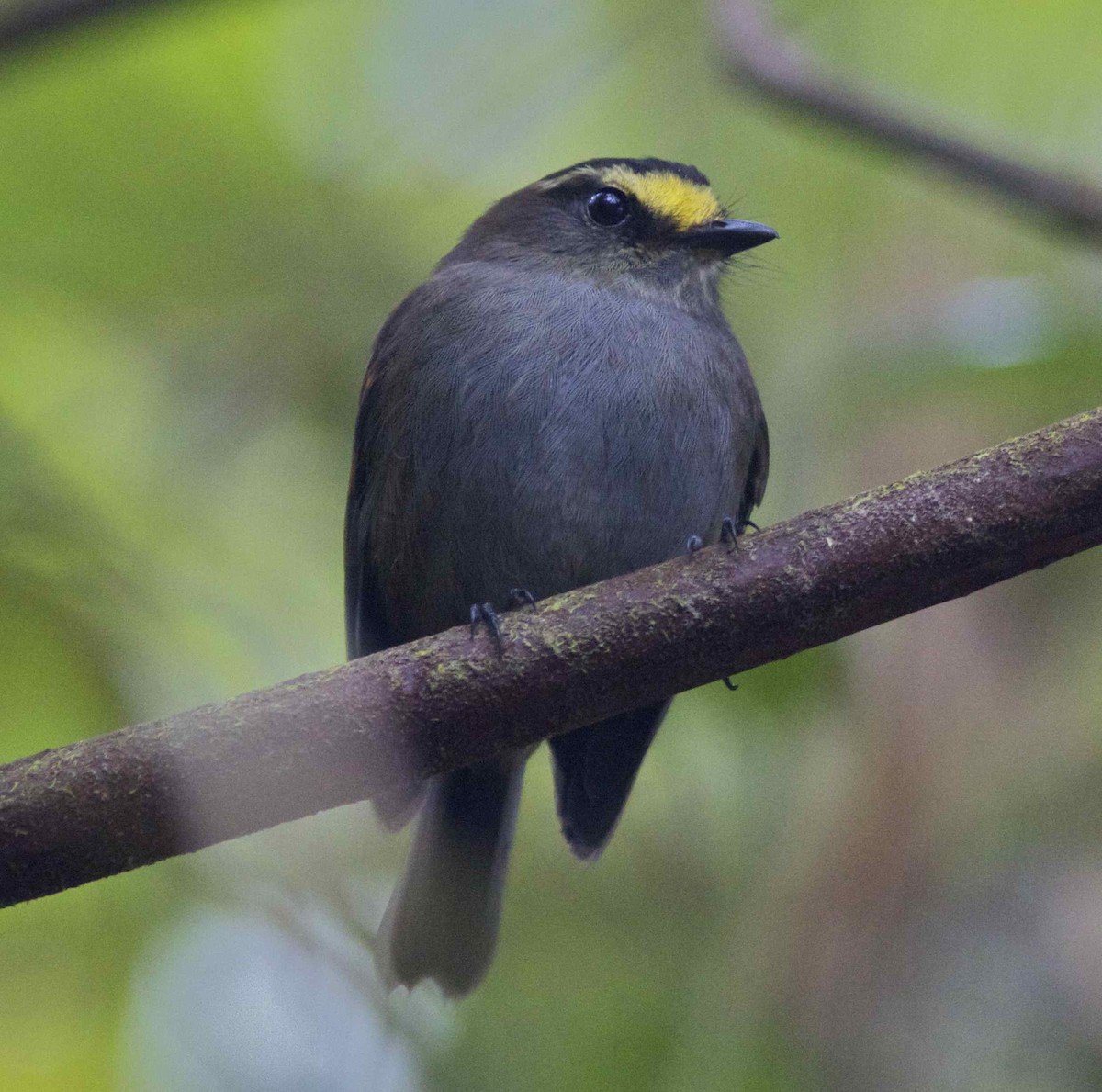 Golden-browed Chat-Tyrant - ML204476461