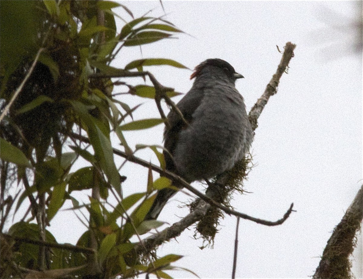 Red-crested Cotinga - ML204476511