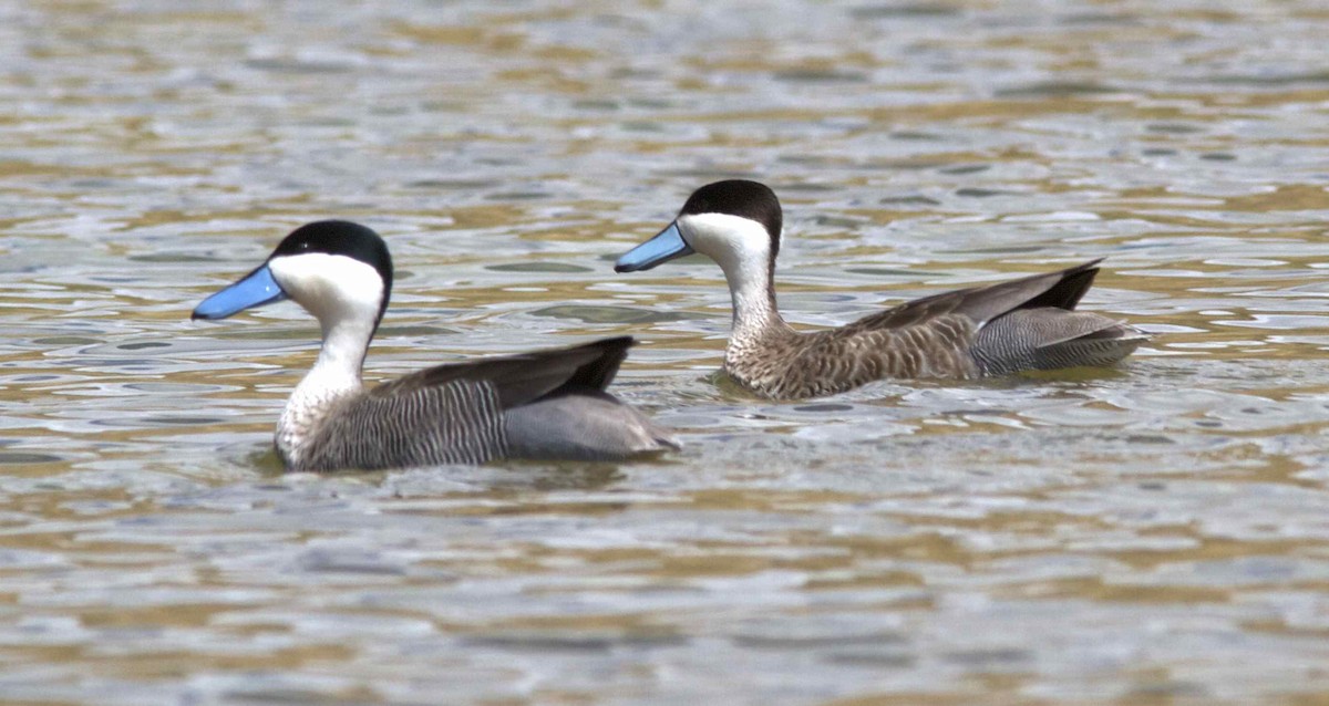 Puna Teal - Ken Havard