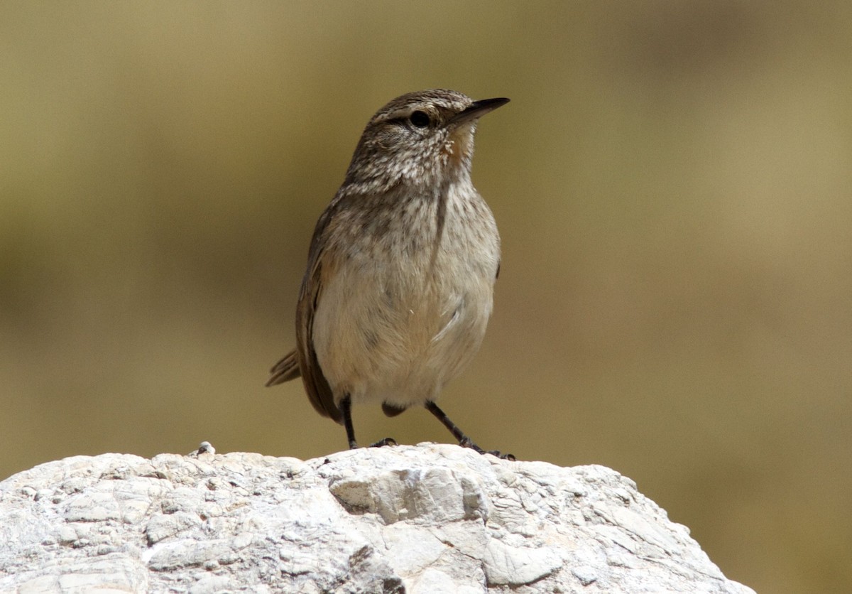 Streak-throated Canastero - Ken Havard