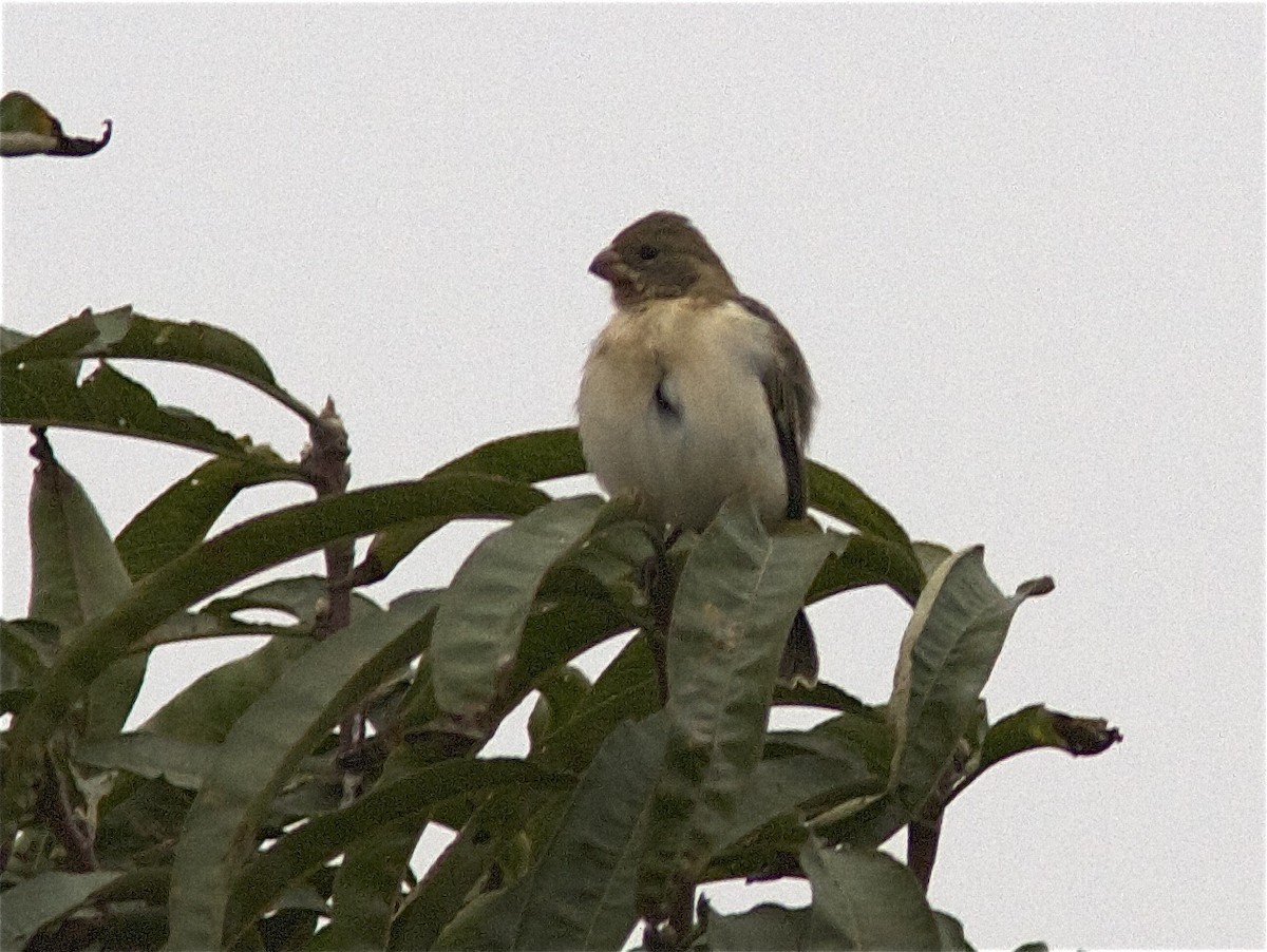 Chestnut-throated Seedeater - ML204476791